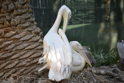 World of Birds Wildlife Sanctuary.